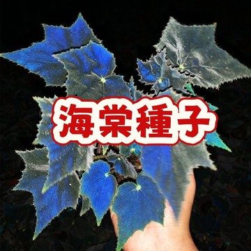 次日達-（海棠種子）觀賞性強 當季新籽 發芽率高  陽台庭院盆栽  新手懶人易種植 超優惠 稀有花卉