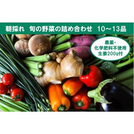 ふるさと納税 旬の野菜の詰め合わせと農薬不使用の生姜200g付き 高知県香美市