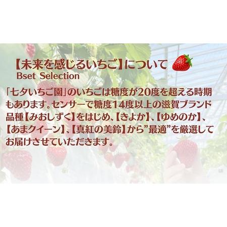 ふるさと納税 糖度14度以上未来を感じるいちご※12月中旬より順次配送 滋賀県米原市