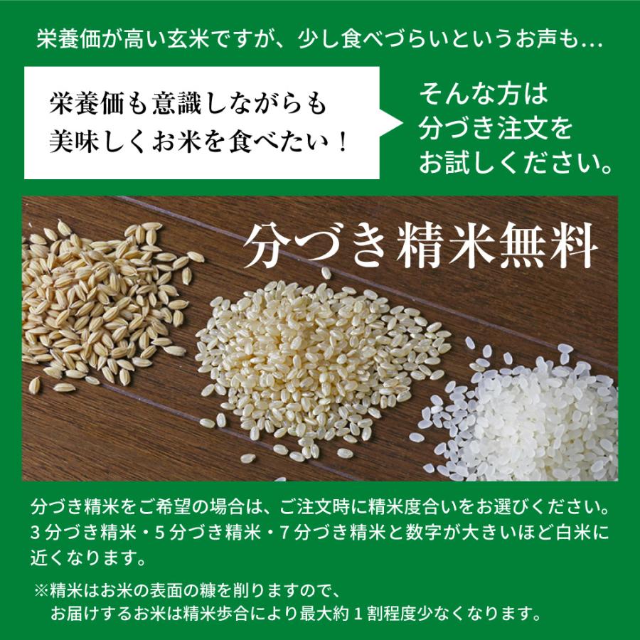 お米 ごはん白米 5kg 5キロ 新潟県産 コシヒカリ こしひかり 令和5年産