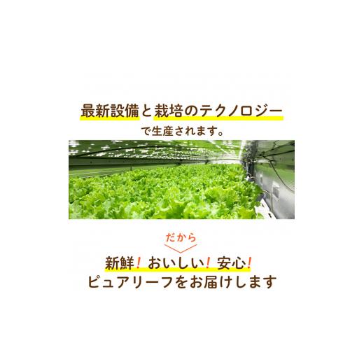 ふるさと納税 兵庫県 加西市 最新植物工場レタス ピュアリーフ 4個入り 栽培期間中農薬不使用 新鮮 長持ち 栄養 健康 衛生的 安全 安心 低雑菌 年内受付