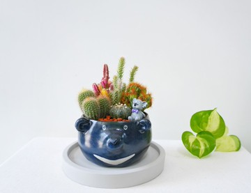 【限量一盆】台灣黑熊多肉組合 陶物盆栽