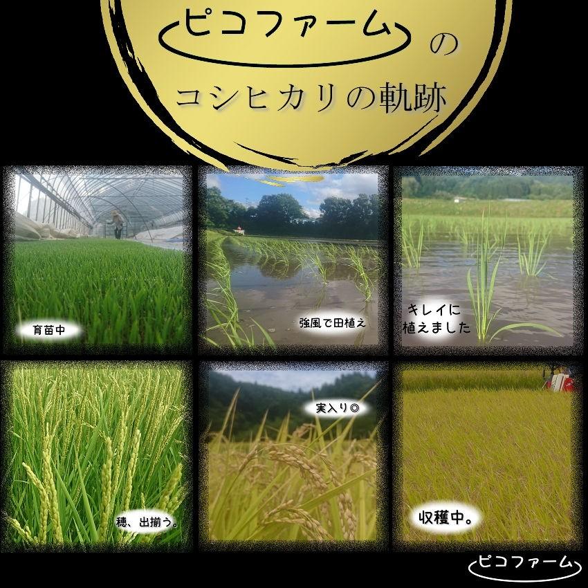 お米 コメ 25kg 令和3年産(2021年産)コシヒカリ100% 群馬県産 安い 農家直送 玄米白米無洗米