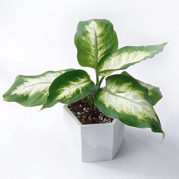 (預購) 白灰漸層系列 | 白玉黛粉葉 六邊形水泥觀葉盆栽