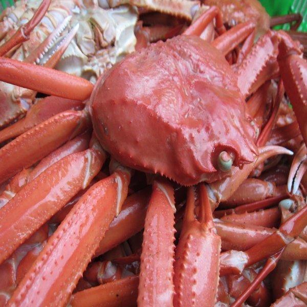 紅ずわい蟹3L(600〜700g)5匹セット　かに　カニ