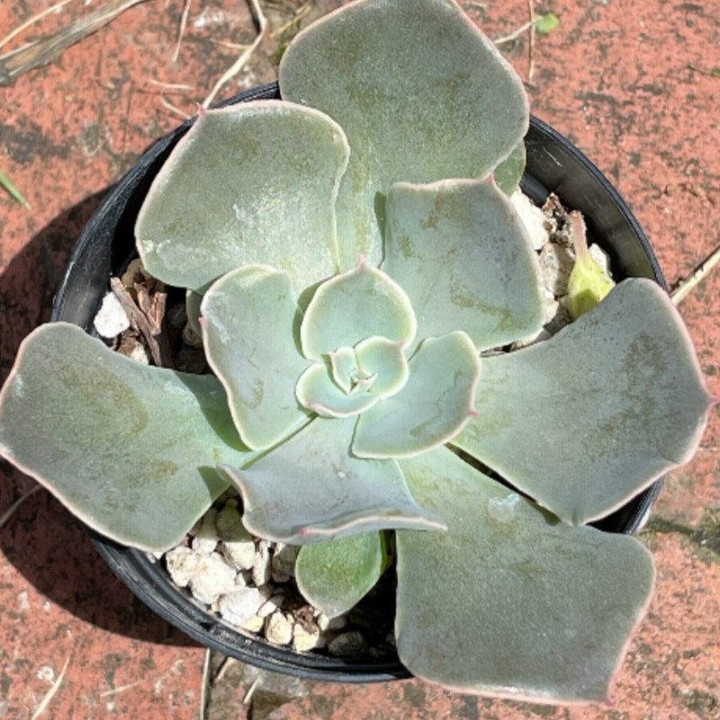 多肉植物 苗 エケベリア ホワイトゴースト 2 5号鉢 通販 Lineポイント最大0 5 Get Lineショッピング