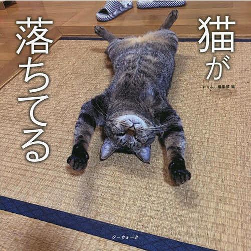 猫が落ちてる