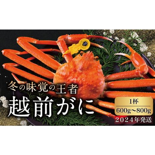 ふるさと納税 福井県 越前市 越前がに（オス）「ずわいがに」中サイズ（600g〜800g） 1杯