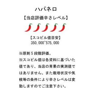 国産 激辛生唐辛子 ハバネロ グリーン 冷凍品 50g×5袋 千葉県産