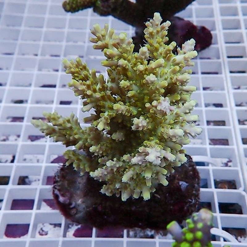 （海水魚）サンゴイソギンチャク　Ｍサイズ（２匹）無脊椎動物　北海道・九州航空便要保温