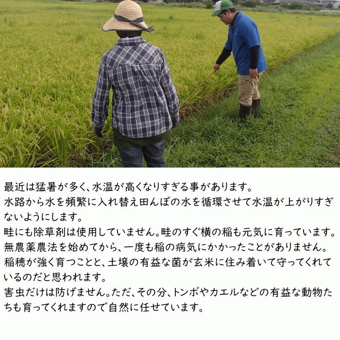無農薬 無肥料 発芽前玄米10Kg 福岡県産 令和5年度産 元気つくし 0.5分づき米 発芽玄米 筑後久保農園 自然栽培米