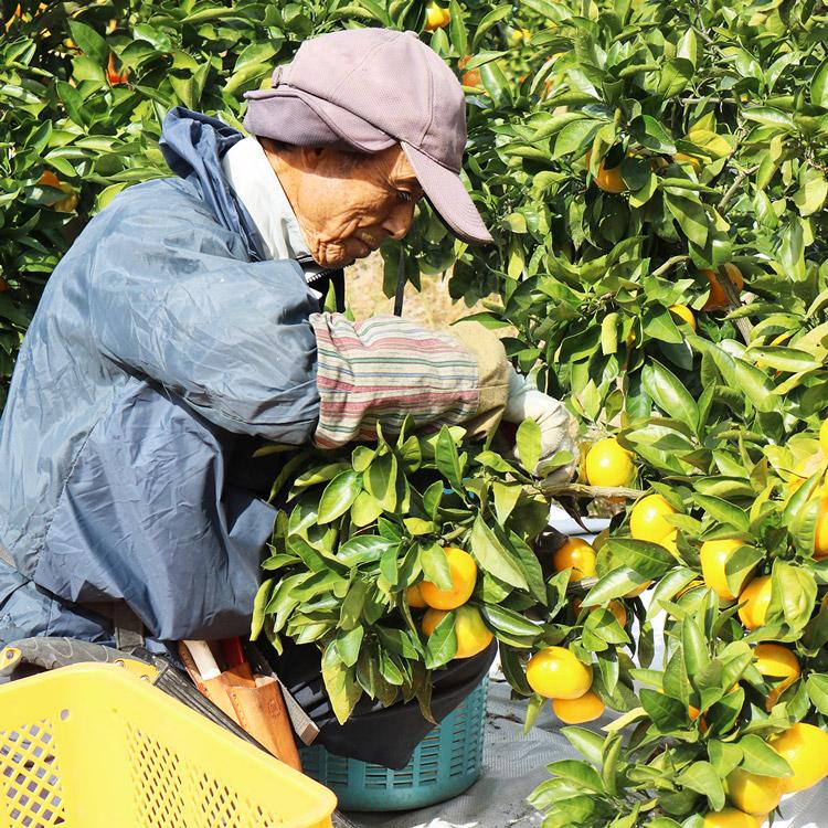 みかん 3kg 糖度11度選果 秀品 福岡県産 華たちばな 蜜柑 ミカン 産直 常温便 同梱不可 指定日不可