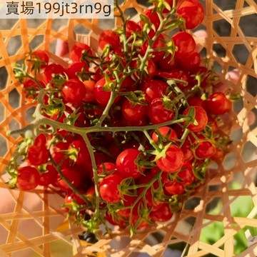 現貨🍅【甜開胃酒番茄種子】🍅新品種 四季小西紅柿種子 皮薄 多汁 生吃小番茄種子 多年生聖女果種籽 四季播種農田盆栽果菜