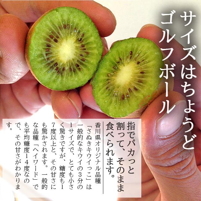 キウイ フルーツ さぬきキウイっこ 1.5kg 国産 香川 果物 キュウイ 通販 深山のキウイ