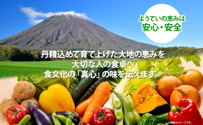 北海道産 じゃがいも きたかむい 約10kg Lサイズ ジャガイモ キタカムイ 馬鈴薯 いも ポテト 常備野菜 根菜 産直 国産 日本産 JAようてい 送料無料 北海道 倶知安町