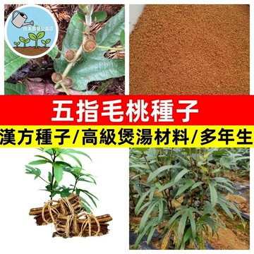 【超高發芽率】五指毛桃種子 五爪毛桃 廣東人蔘 牛奶樹 粗葉榕 養生藥膳 煲湯湯料 南方人蔘