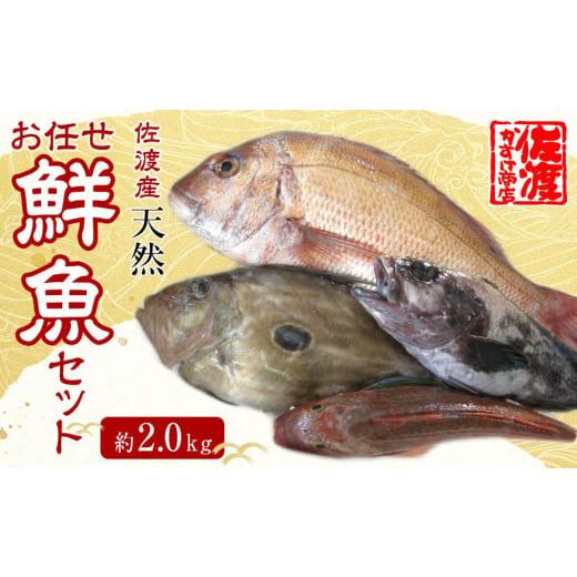 ふるさと納税 新潟県 佐渡市 佐渡産 天然お任せ鮮魚セット 2kg