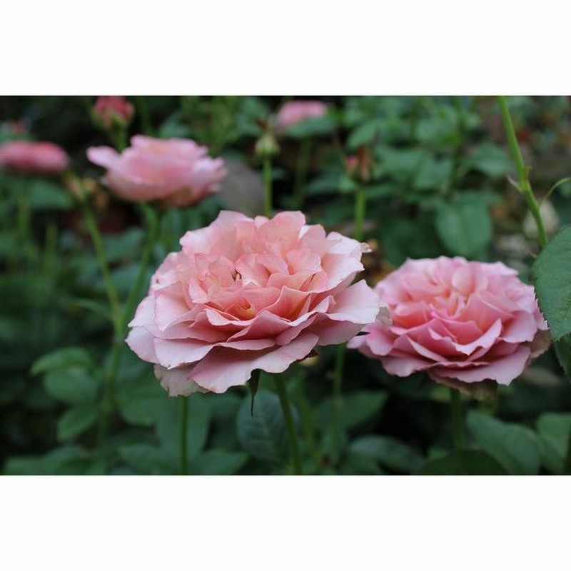 バラ接ぎ木苗　パールドブルム　切り花廃番品種 バラ接ぎ木苗 パールドブルム 切り花廃番品種 - メルカリ