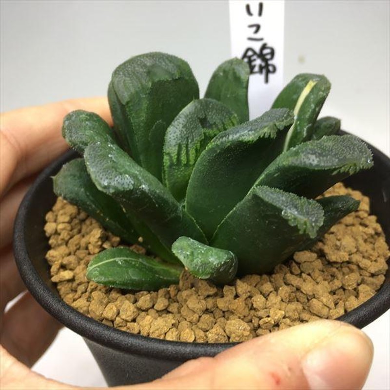 多肉植物：ハオルチア 静鼓錦（せいこにしき）*幅7cm 現品 一品限り | LINEブランドカタログ