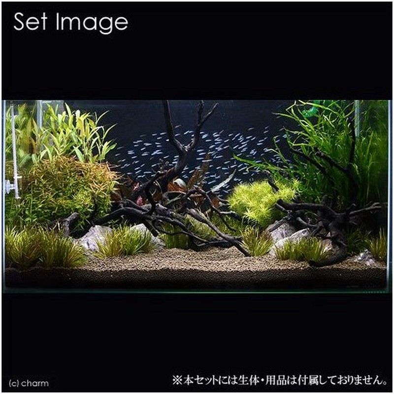 水草 ９０ｃｍレイアウト用水草セット 巨匠 ｋｙｏｓｈｏｗ 水上葉 １パック 説明書付 沖縄別途送料 北海道航空便要保温 通販 Lineポイント最大0 5 Get Lineショッピング