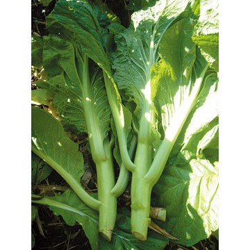 【拈花微笑】大心刈菜｜種子｜4g｜非基因改造種子｜蔬菜｜蔬果｜有機無毒｜高發芽率