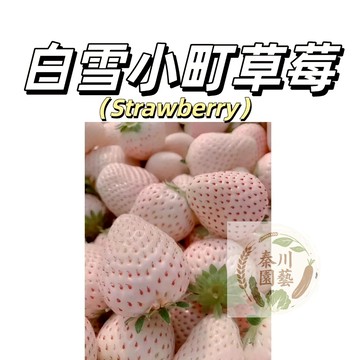 嘉義現貨（白雪小町草莓種子CM-28）香甜~稀有白色草莓~小果（日本改良品種）產量大~中甜四季播種