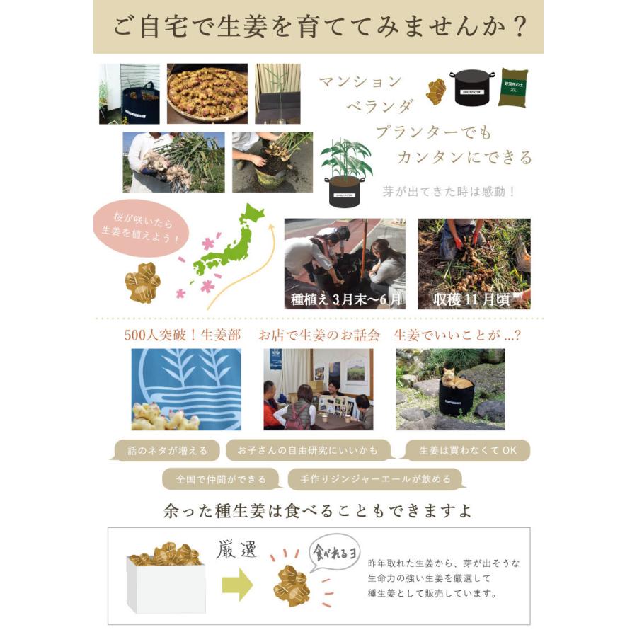 種生姜 熊本県産 無農薬生姜 2kg 送料無料 国産 生姜 しょうが 栽培 家庭菜園 たね生姜 生姜の種 種芋