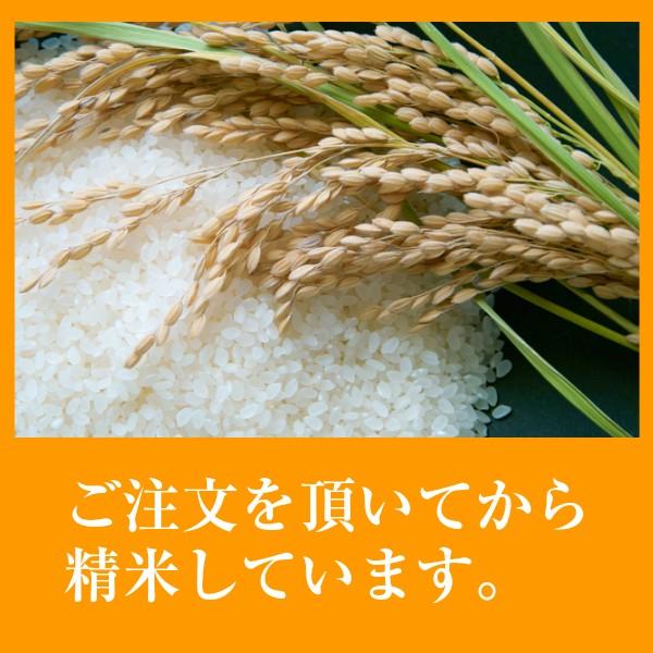 丹波篠山 令和5年度産 新米 こしひかり 5kg 特別栽培米