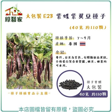 【綠藝家】大包裝E23.紫蝶紫翼豆種子40克 約110顆 // 蔓性，豆莢