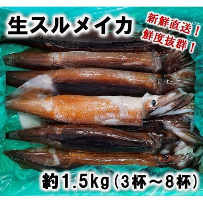 生スルメイカ 約1.5kg(3杯～8杯) イカ イカ刺し