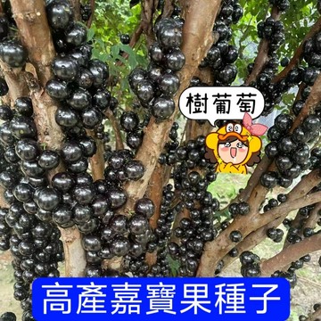 綠色家園|🌱🌱【嘉寶果種子】樹葡萄種子 掛果水果樹 嘉寶果樹種子 水果種子 果期長達90天 陽台果園種植 可盆栽地栽