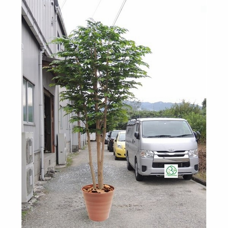 大型サイズ 自然な形 けやきの木 高さ360cm 鉢付き 造花 人工観葉植物 インテリア 樹木 造木 植栽 室内 装飾 欅 ケヤキ 通販 Lineポイント最大0 5 Get Lineショッピング