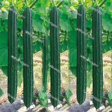 現貨 絲瓜種子（100粒）四季高產 特長絲瓜種子 特長菜瓜 長棒絲瓜種子 長棒菜瓜 翠白絲瓜 菱角絲瓜 絲瓜(菜瓜)種子