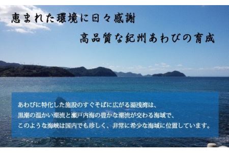 鮑 アワビ あわび 人気 ふるさと納税 冷蔵 極上！紀州蝦夷鮑×8個　五つ星旅館にも出荷される極上アワビ