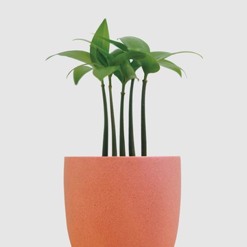 │ 霧陶系列 │ 竹柏(多芽) - 水耕 無土 懶人盆栽 室內植物  陶