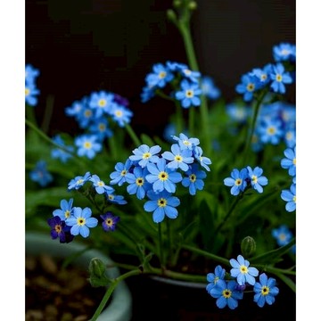 台灣現貨現發 多年生觀花花卉種子 勿忘我 四季易種 盆栽室內外觀賞花卉種子 多色可選