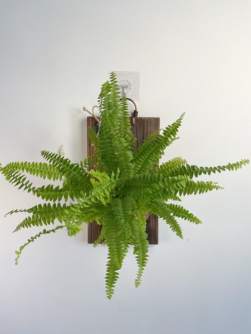 【植蕨所在】 波士頓蕨  水苔植物上板 觀葉植物 上板植物 室內植