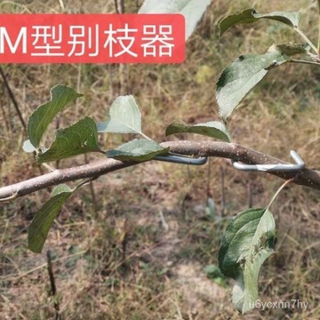 🔥臺灣出貨🔥果樹壓枝神器m型拉枝器樹枝壓彎枝條固定器w型彎枝器果樹別枝器hhfoof
