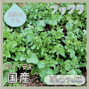 「フックラ」 化学肥料 農薬不使用で栽培 家庭菜園 種 野菜 ハーブ ルッコラ ロケット