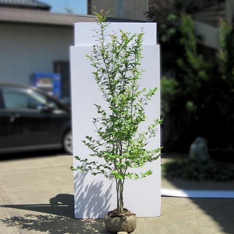 シャラノキ/株立ち/良形株【現品発送】管理70906 シャラノキ/株立ち/良形株【現品発送】管理70906 シャラノキ<BR> 夏椿