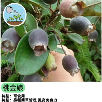 桃金娘種子 山棯仔 崗棯 當妮 鄉土原生種 開花觀賞 蜜源植物 盆栽造景 陽台綠化 DIY生態  原生山棯仔種子