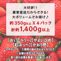 2024年1月中旬より順次発送 数量限定 農家直送 ♪ 八千代町産 いちご ボリュームパック （ 350g 以上 × 4パック 計約 1400g 以上） 人気 の 詰め合わせ セット イチゴ 苺 季節限定 茨城県 フルーツ 果物 食べ比べ セット スムージー ケーキ [AJ002ya]