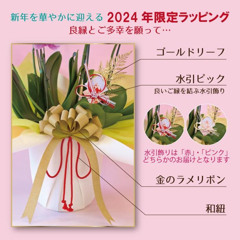 全商品品質保証！】胡蝶蘭 お祝い お供え 3本立ち10000円 選べる5色