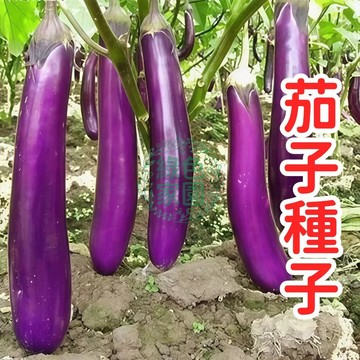 現貨現發【茄子種子】臺灣長茄種子 豐產耐熱強健品種 家庭菜園必種 有機栽培可用 果肉細嫩少籽