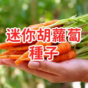 現貨 【迷你胡蘿蔔種子】盆栽蔬菜 兒童農園 陽台種植 生長快速 根莖類 生食沙拉 甜脆可口 家庭菜園 有機種植 新手易栽