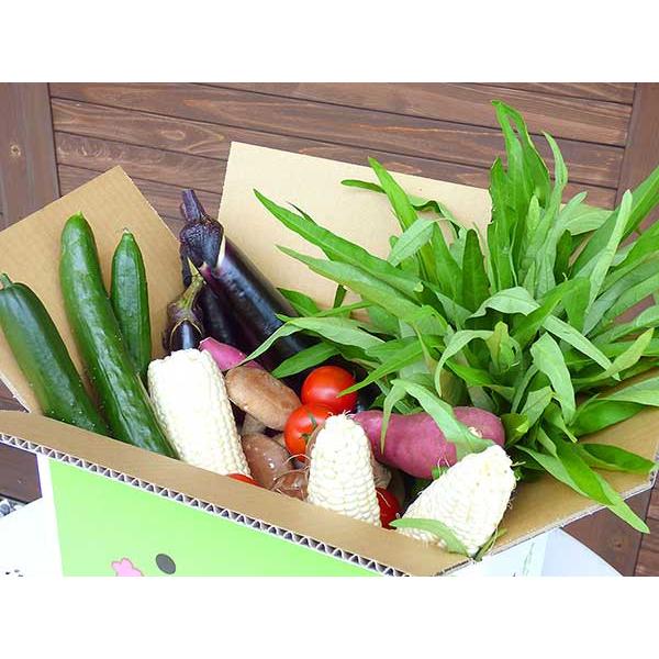 野菜詰め合わせ 道の駅 みのりの郷東金 とれたて新鮮野菜BOX オリジナル段ボールでお届け とっちー