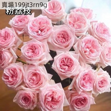 現貨🌹玫瑰花種子大全（250粒） 濃香型超多款香水玫瑰花種子 七彩玫瑰 紅玫瑰 白玫瑰 藍色妖姬 四季陽台庭院盆栽種植