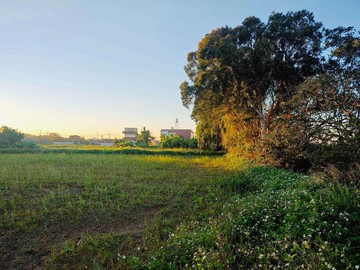 ⚛️新屋槺榔段方正469坪美農保地⚛️｜桃園市新屋區木康榔段上木康榔小段