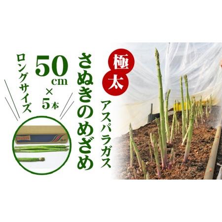 ふるさと納税 極太アスパラガス50cm ロングサイズ 5本 香川県東かがわ市