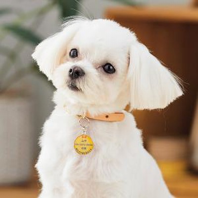 Peppy ペピイ Sippole ネームプレート レッド 丸 小 迷子札 犬用 通販 Lineポイント最大get Lineショッピング